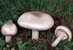 fungi images: Agaricus californicus